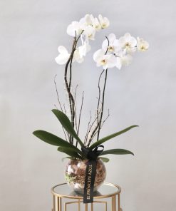 orquideas para regalar