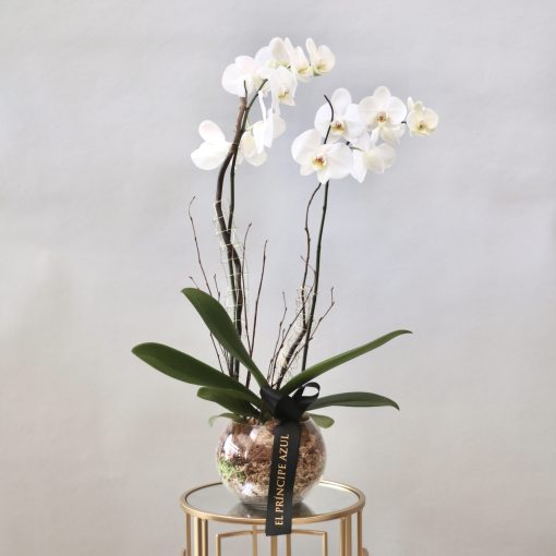 orquideas para regalar