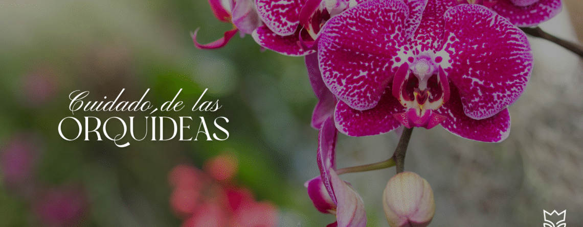 Orquídea Phalaenopsis morada en maceta elegante de El Príncipe Azul, iluminada con luz natural, símbolo de elegancia y cuidado floral.