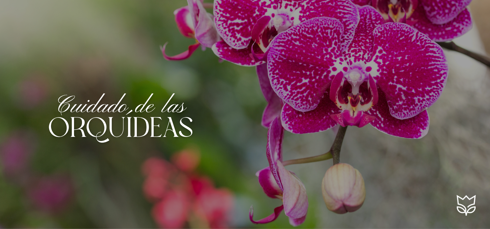 Orquídea Phalaenopsis morada en maceta elegante de El Príncipe Azul, iluminada con luz natural, símbolo de elegancia y cuidado floral.