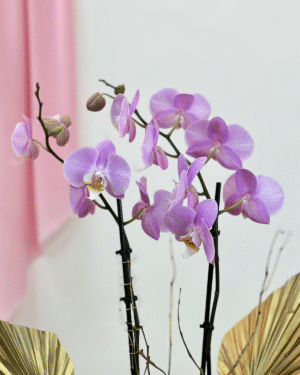 ORQUÍDEA PERLITE es un arreglo de orquídea en base artesanal, con detalles dorados y perlas, que rinde homenaje a mamá con elegancia, equilibrio y sofisticación eterna.